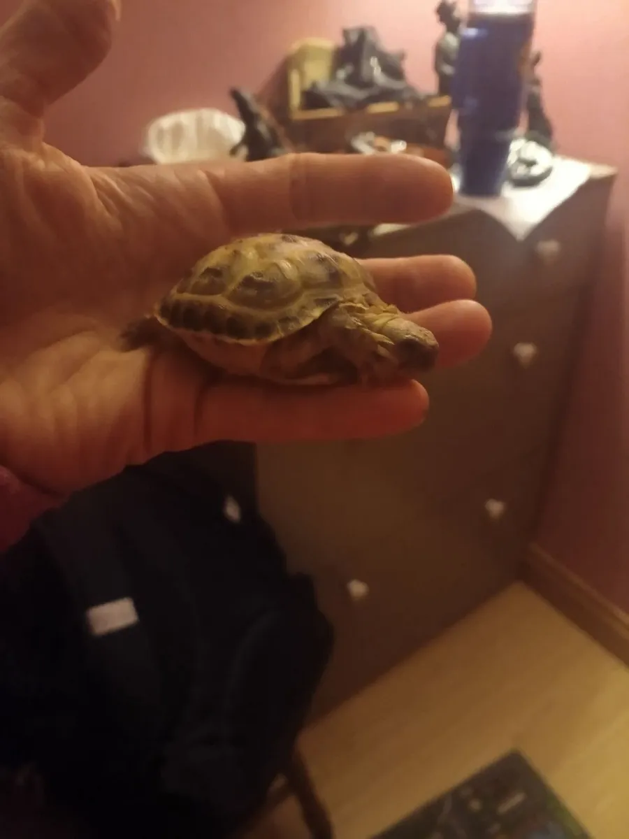 Tortoise 🐢 - Image 4
