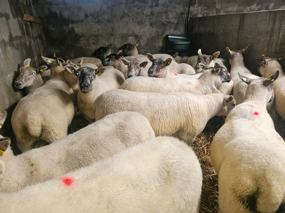 Hoggets - Image 3