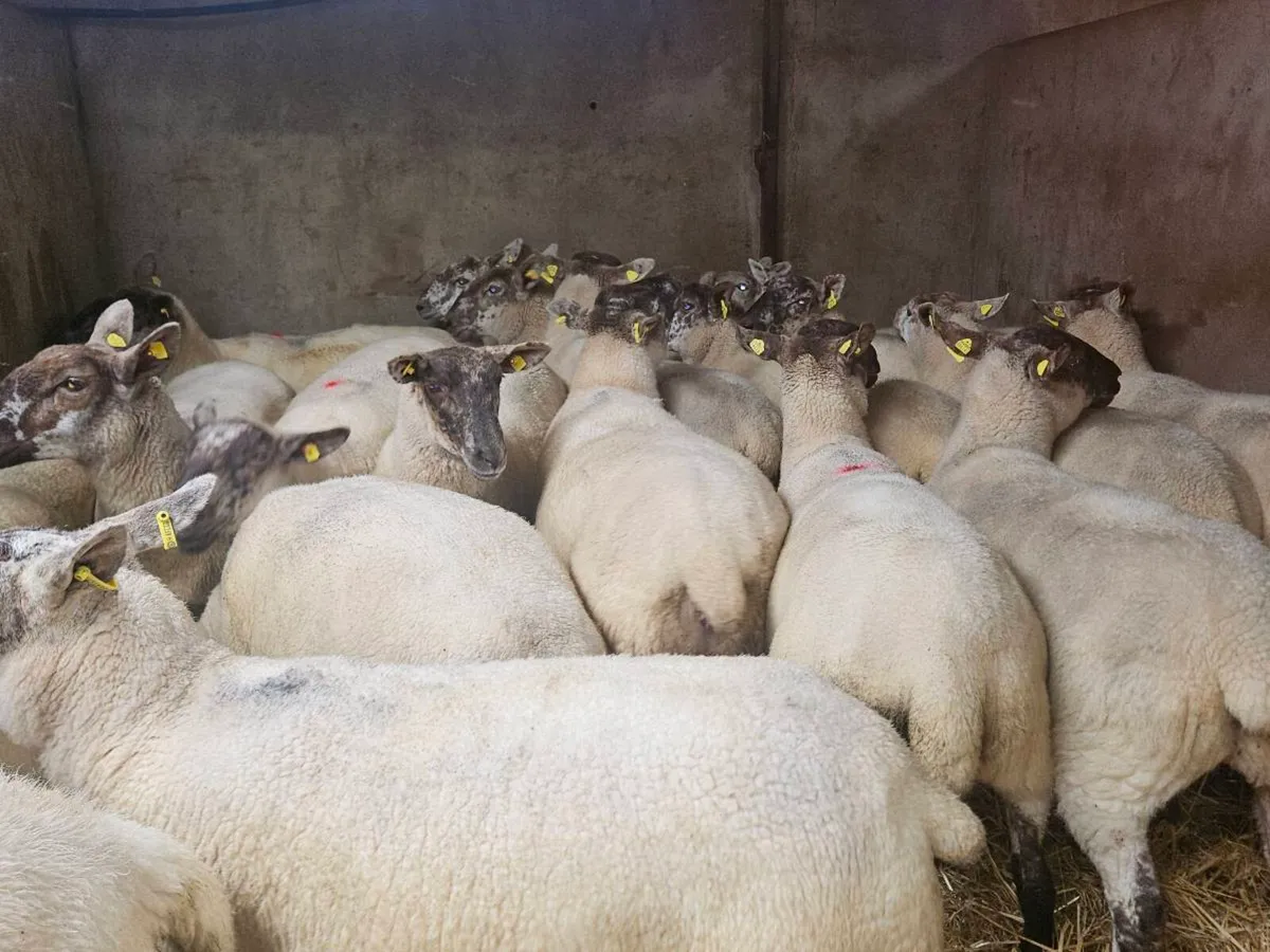 Hoggets - Image 4