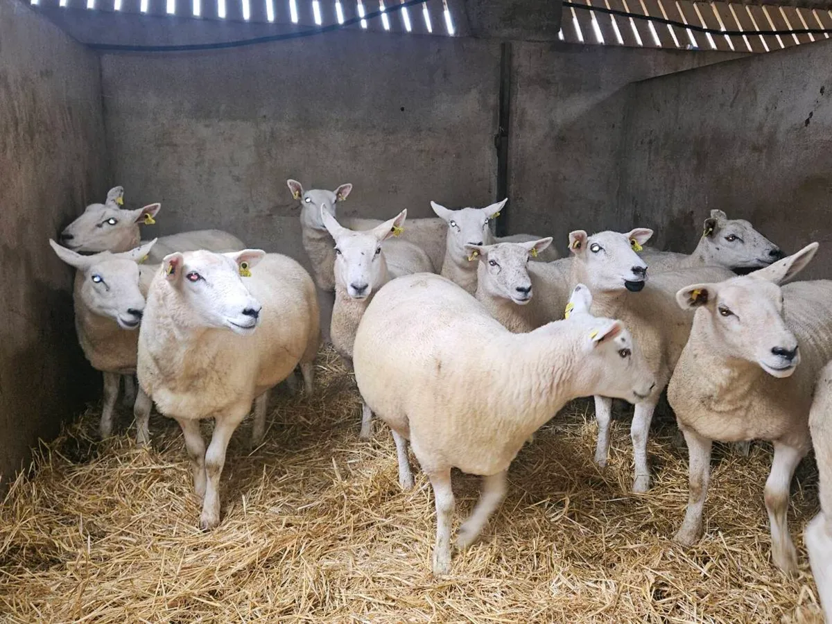 Hoggets - Image 2