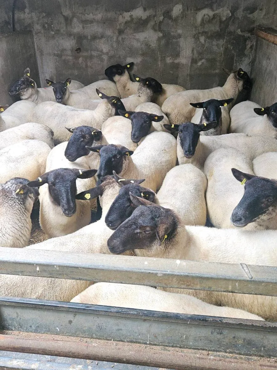 Hoggets - Image 1