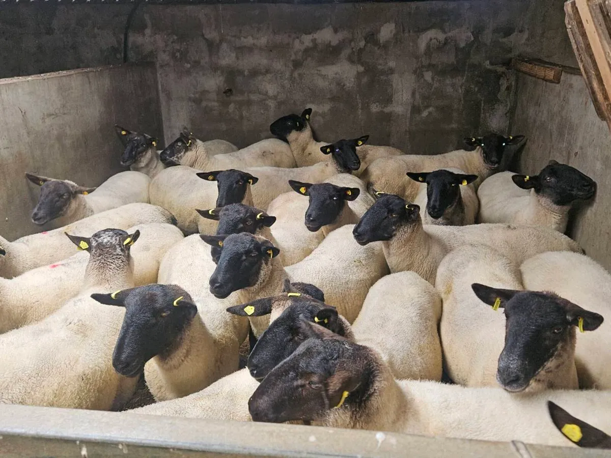 Hoggets - Image 4