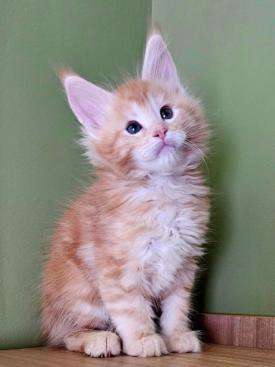 Gccfi registered Maine coon male kitten - Image 2