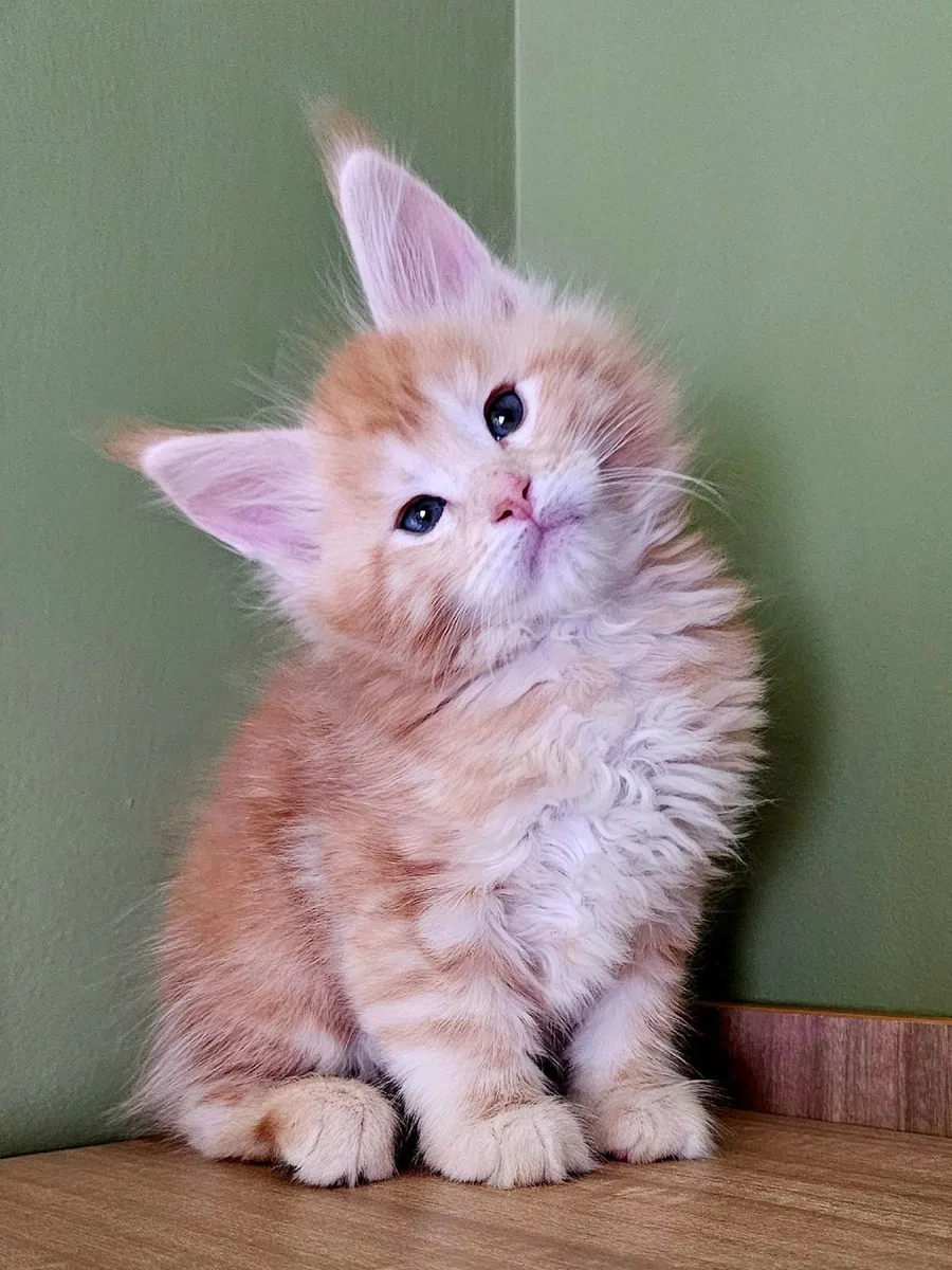 Gccfi registered Maine coon male kitten - Image 3
