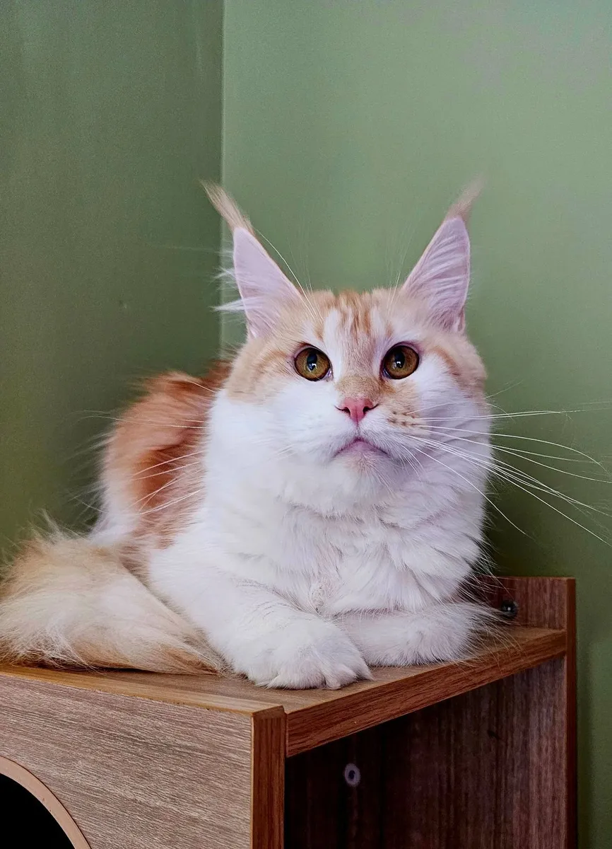 Gccfi registered Maine coon male kitten - Image 4