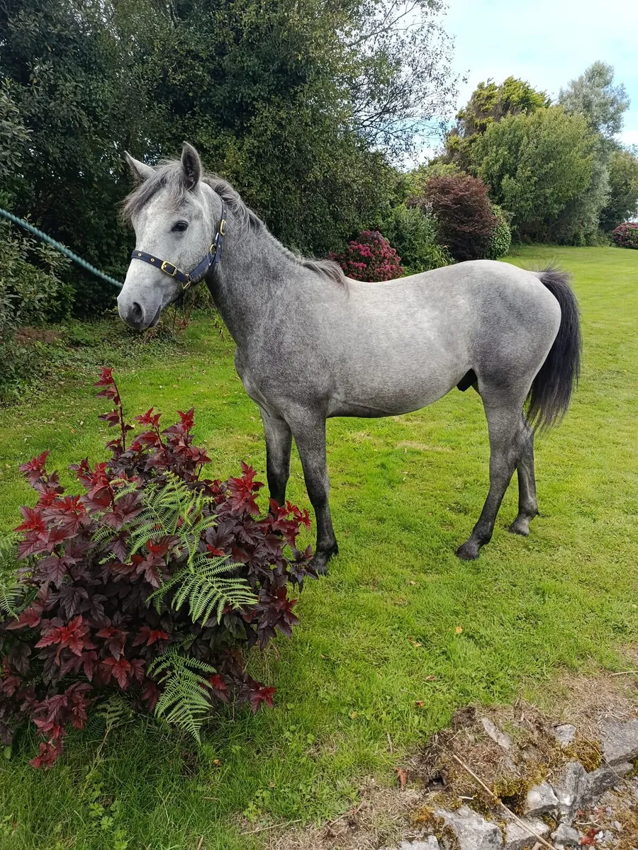 Performance Connemara yearling colt - Image 3