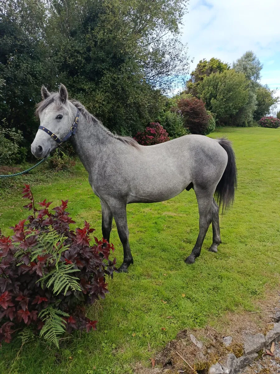 Performance Connemara yearling colt - Image 4