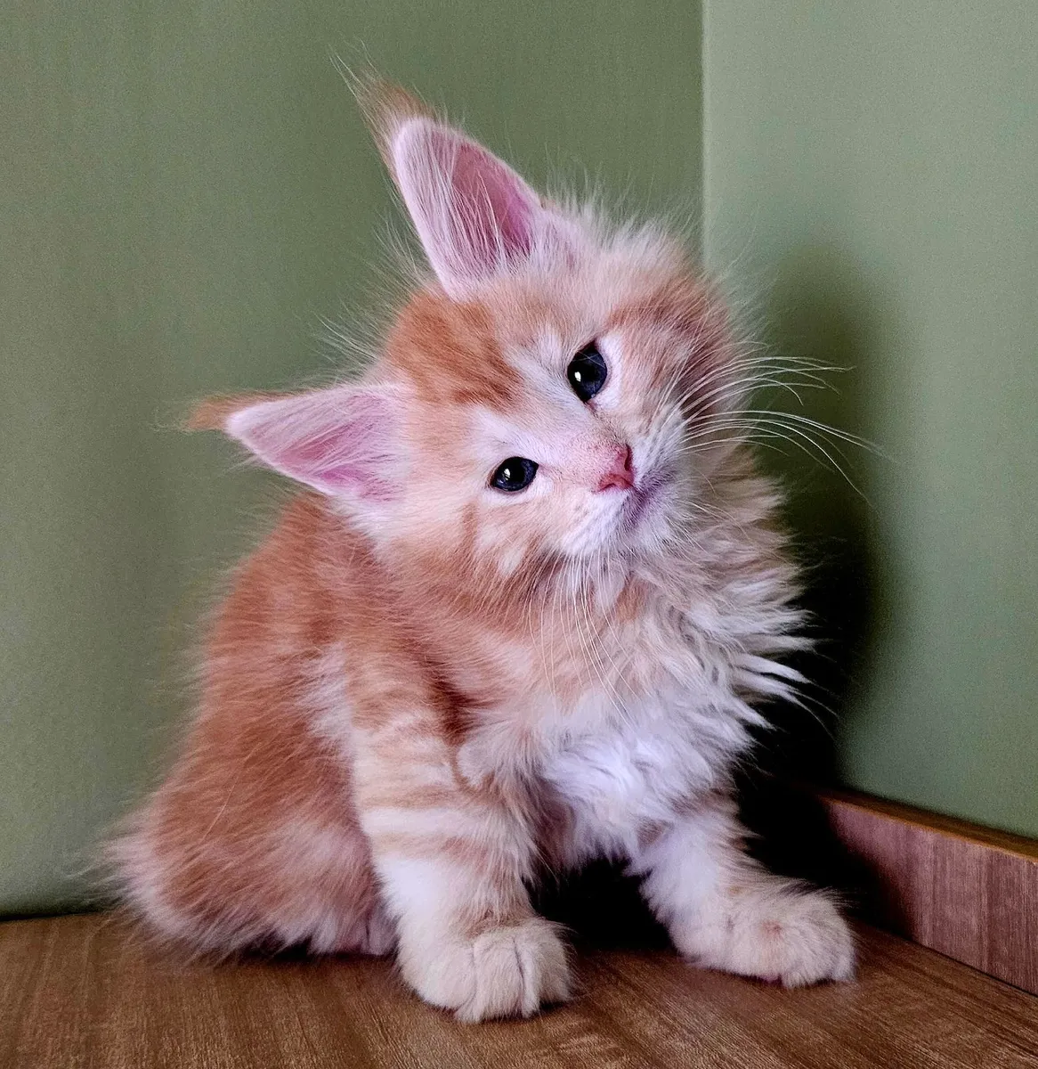 Gccfi registered Maine coon male kitten - Image 1