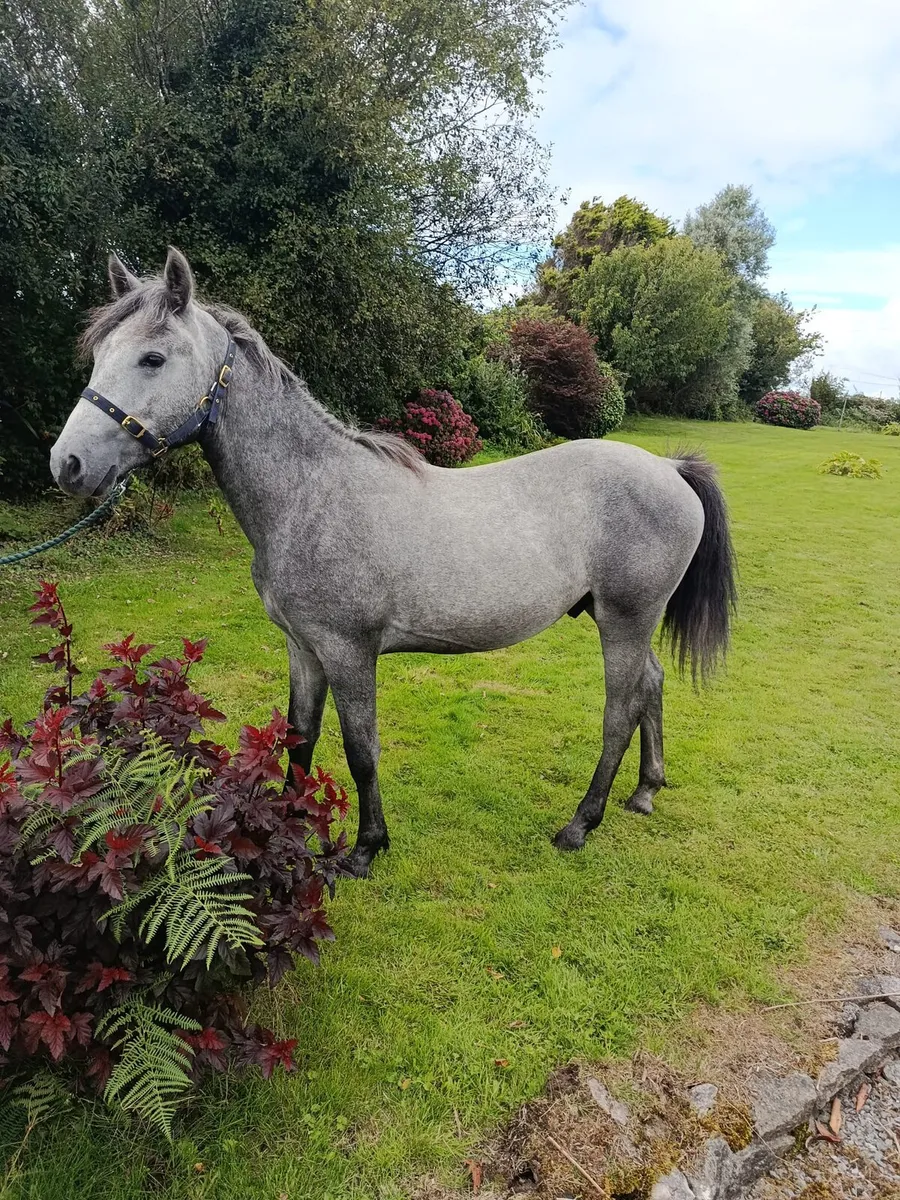 Performance Connemara yearling colt - Image 1