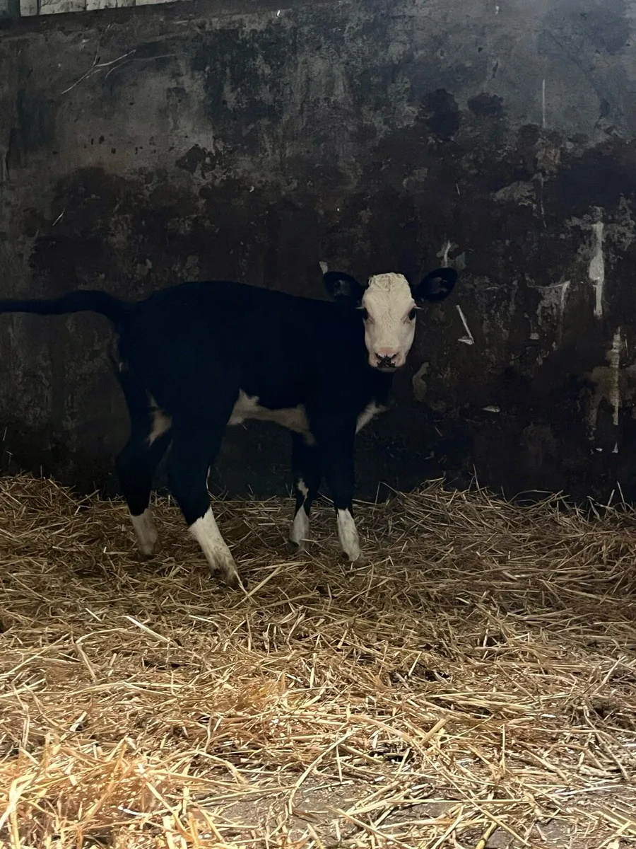 Suckler bred hex calf - Image 1
