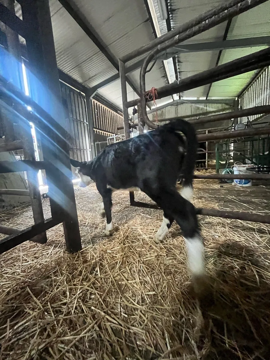 Suckler bred hex calf - Image 2