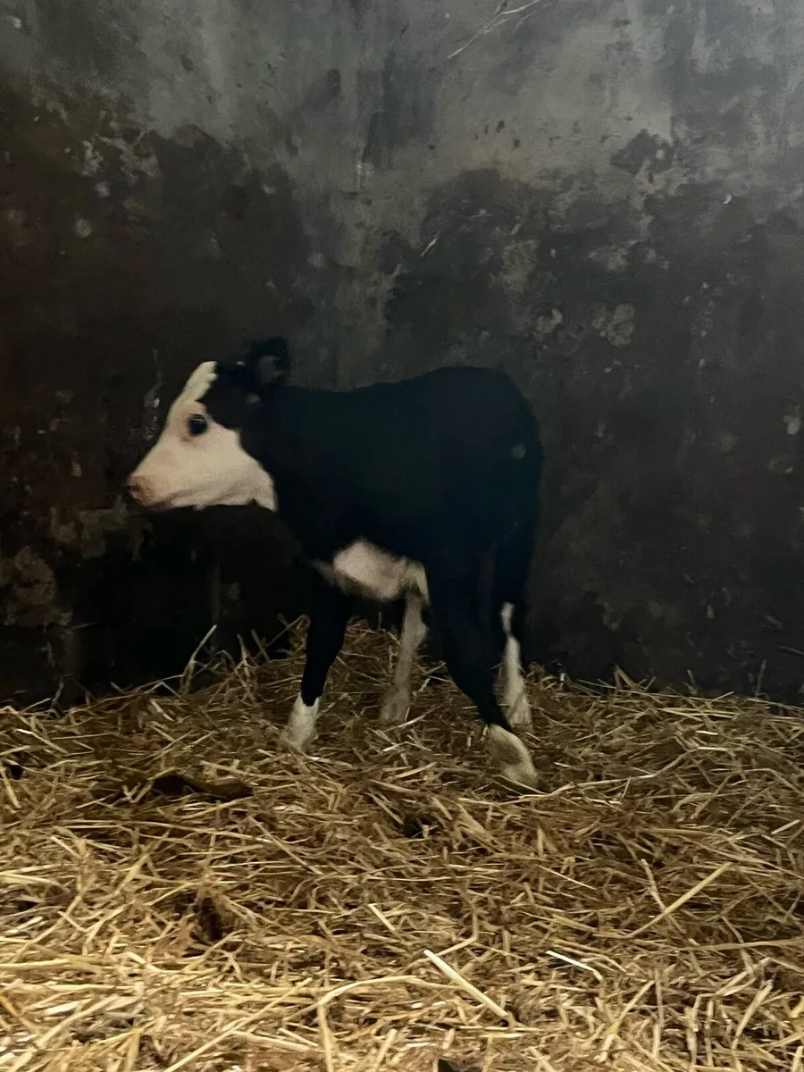 Suckler bred hex calf - Image 3