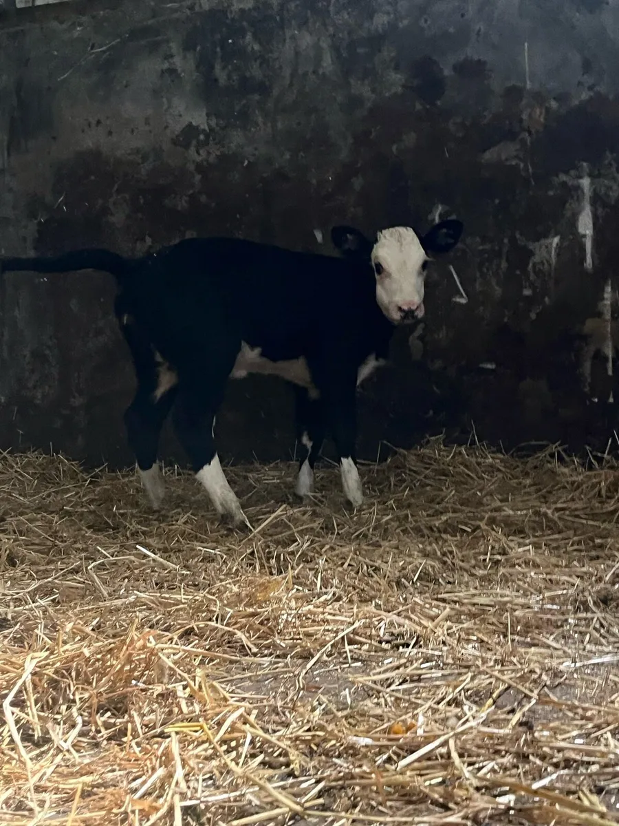 Suckler bred hex calf - Image 4