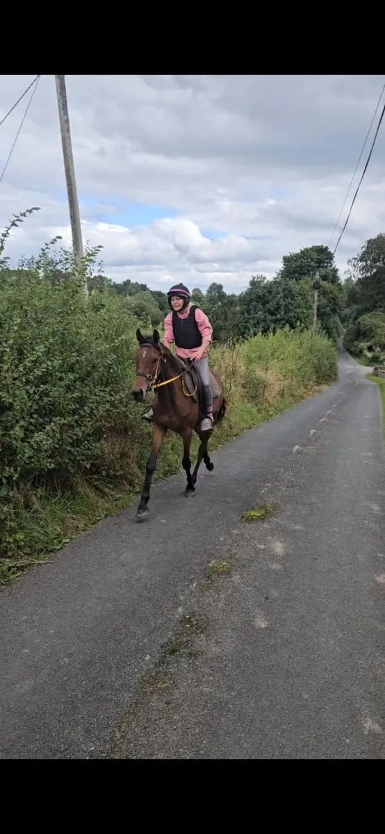 Bay gelding - Image 1