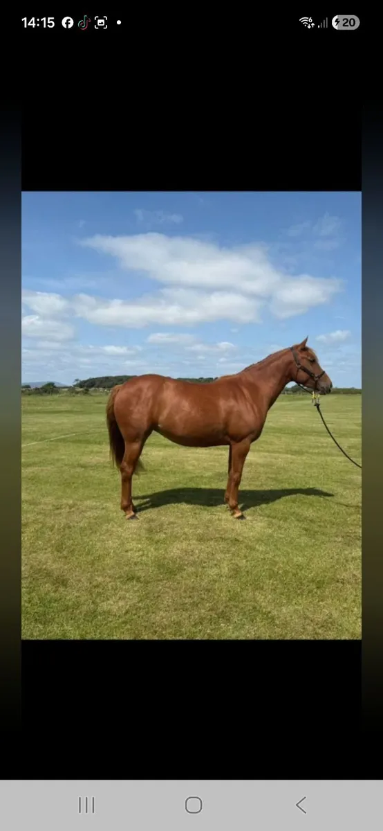Horse - Image 1
