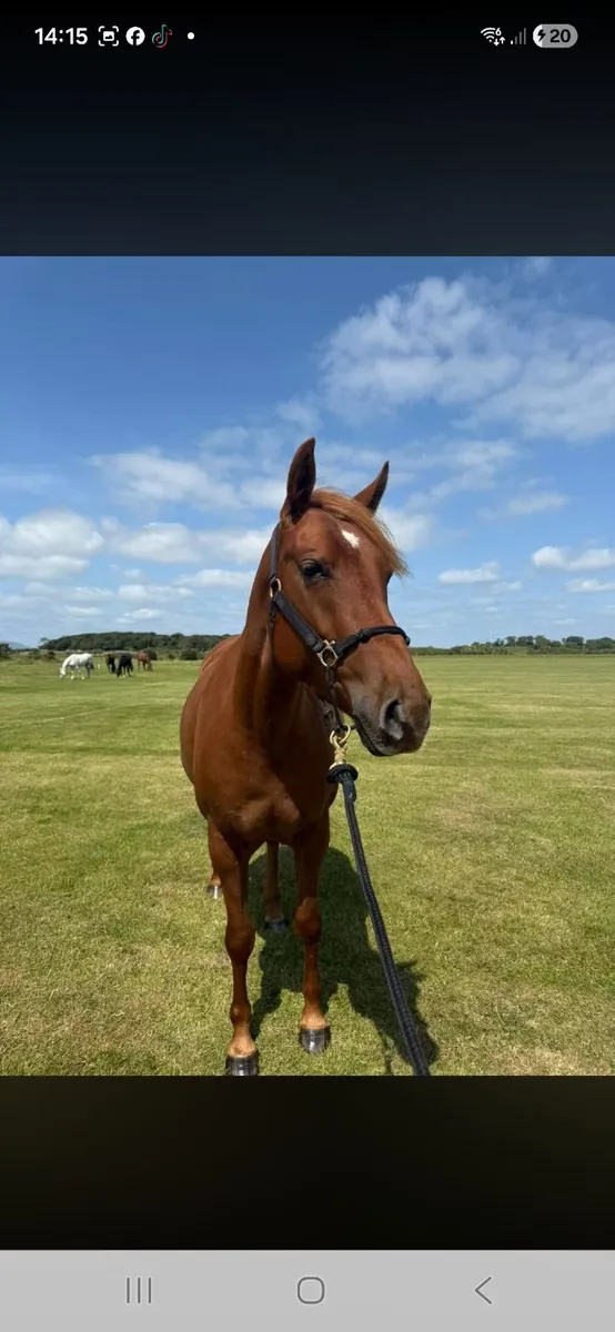 Horse - Image 2
