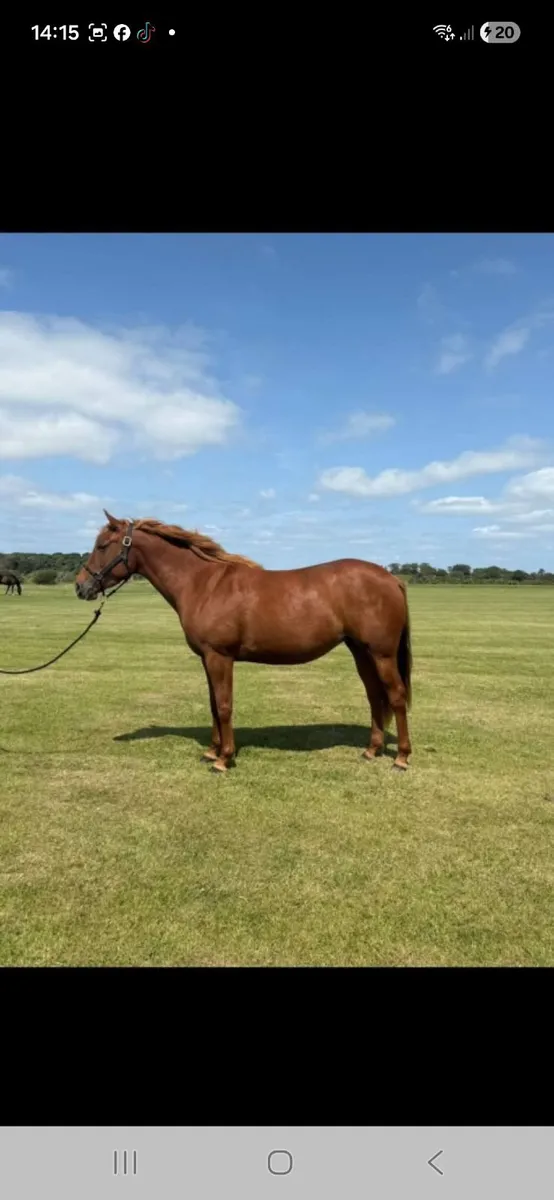 Horse - Image 3