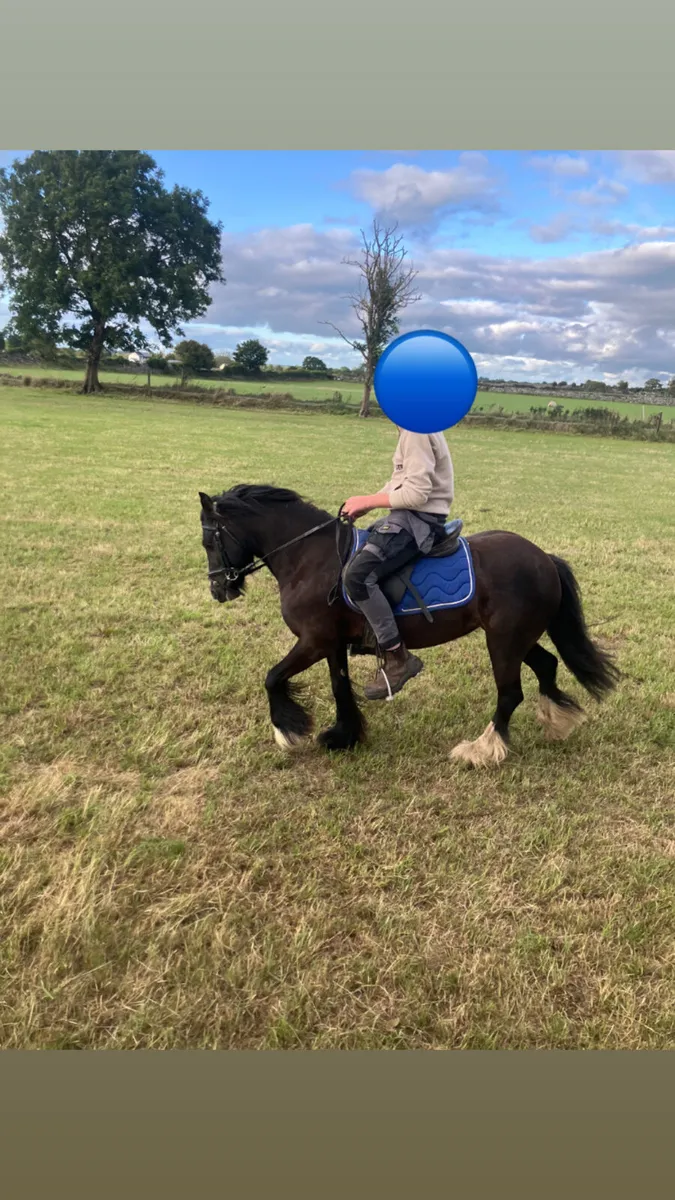 Cob type kids pony - Image 1