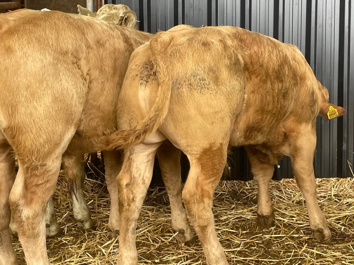 6 super Charlie bull Weanlings - Image 2