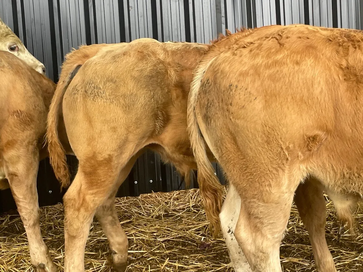 6 super Charlie bull Weanlings - Image 3