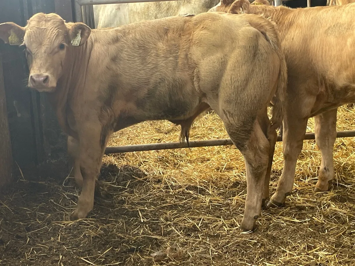 6 super Charlie bull Weanlings - Image 4