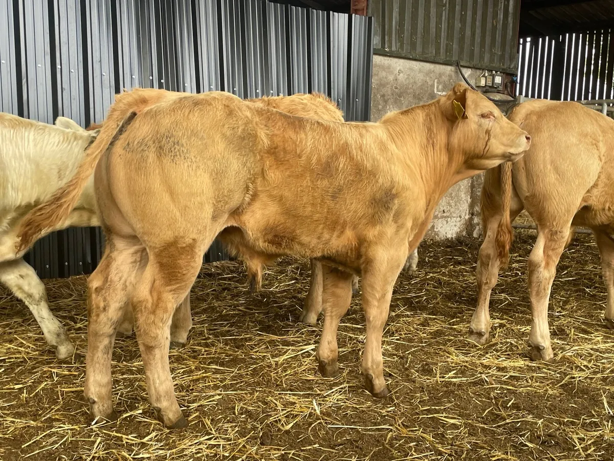 6 super Charlie bull Weanlings - Image 1