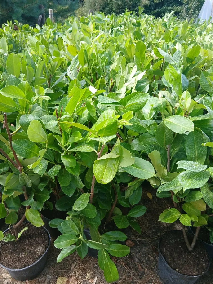 Large Instant Laurel almost 4ft tall. - Image 1