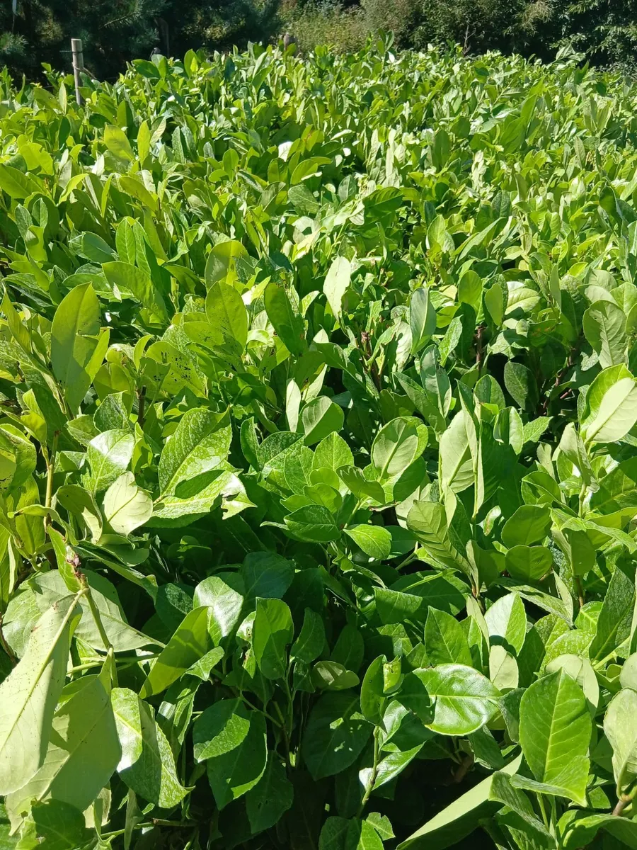 Large Instant Laurel almost 4ft tall. - Image 2