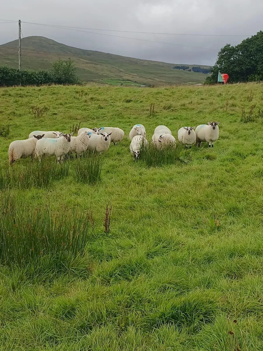 ORGANIC SHEEP SALE 23RD AUGUST - Image 2