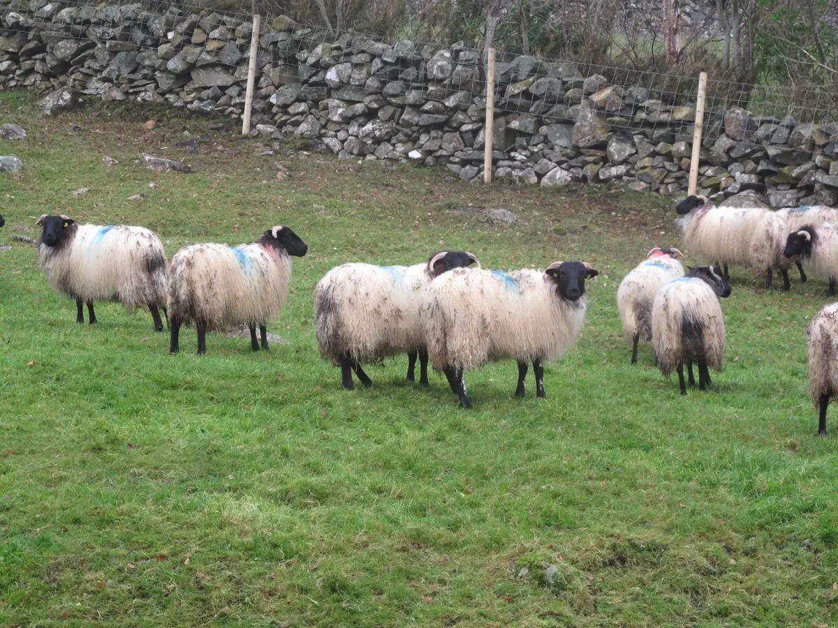 ORGANIC SHEEP SALE 23RD AUGUST - Image 3