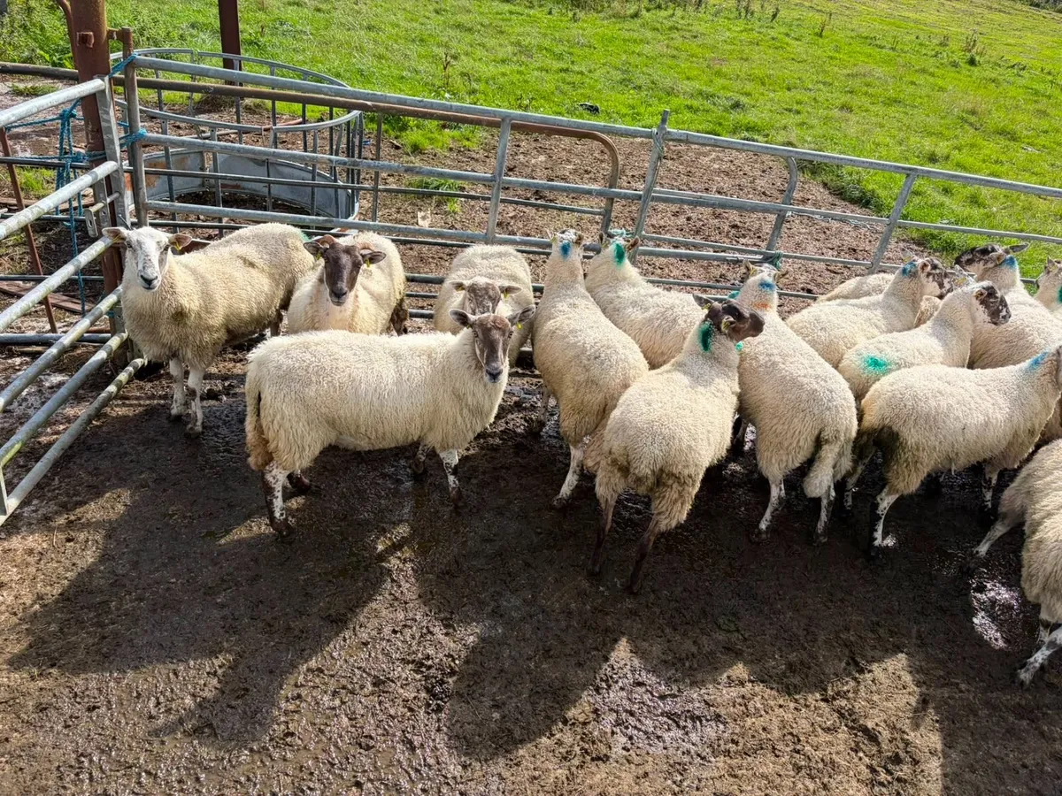 ORGANIC SHEEP SALE 23RD AUGUST - Image 4