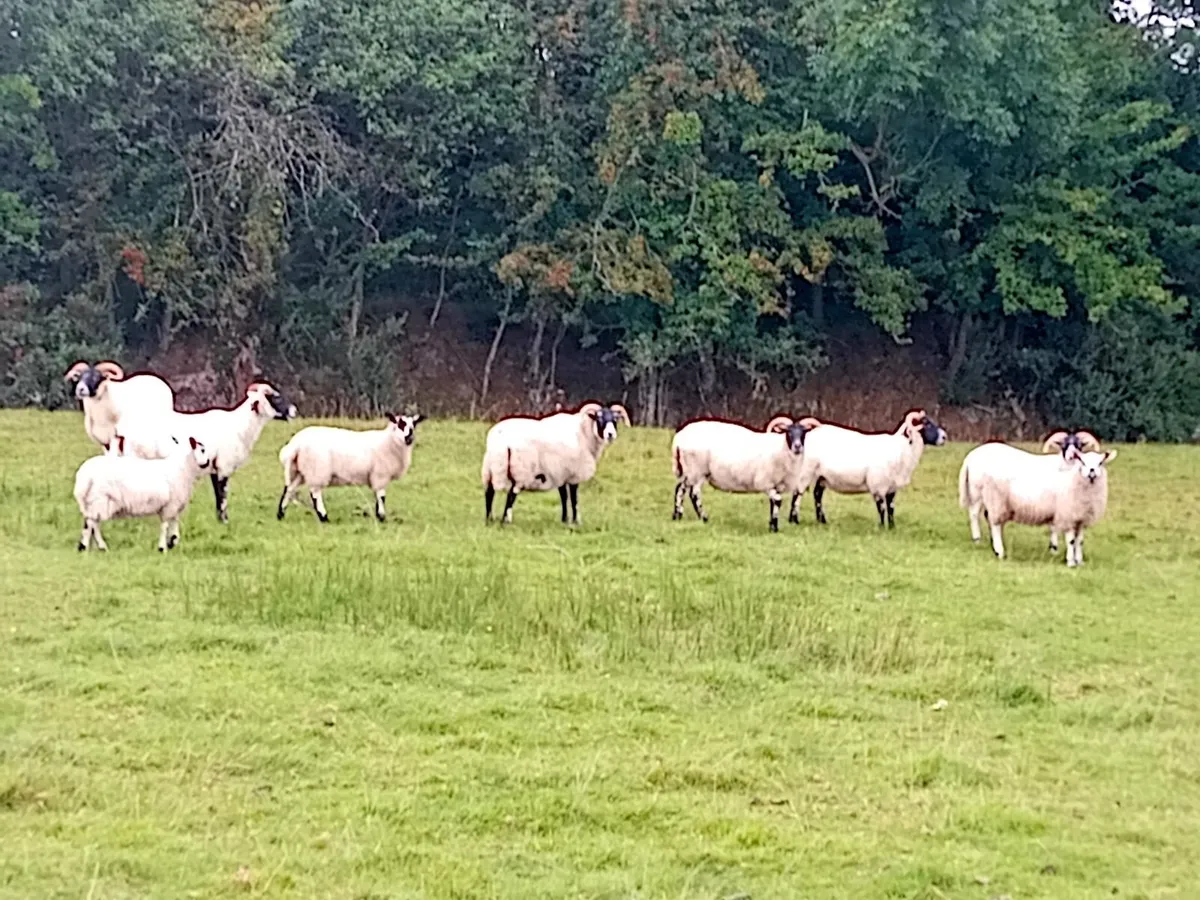Quality Lanark Blackface Ewes & Mule Ewe Lambs - Image 2