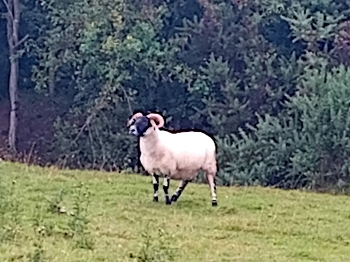Quality Lanark Blackface Ewes & Mule Ewe Lambs - Image 1