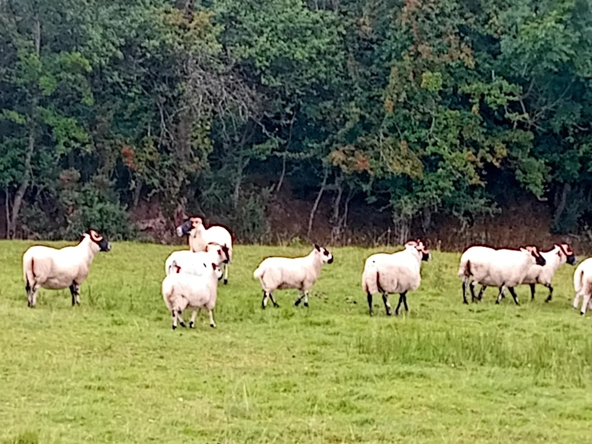 Quality Lanark Blackface Ewes & Mule Ewe Lambs - Image 4