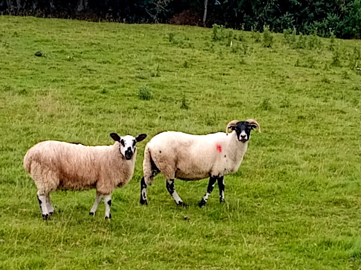 Quality Lanark Blackface Ewes & Mule Ewe Lambs - Image 3