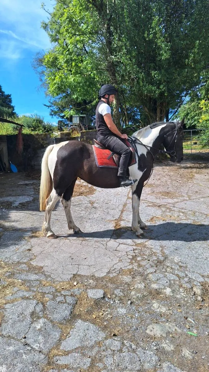 3 year old Mare out of HSF Canturo Lui - Image 1