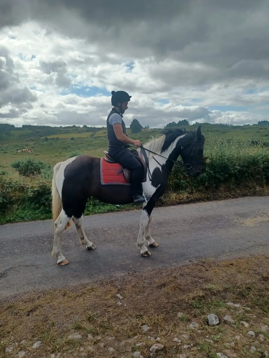 3 year old Mare out of HSF Canturo Lui - Image 3