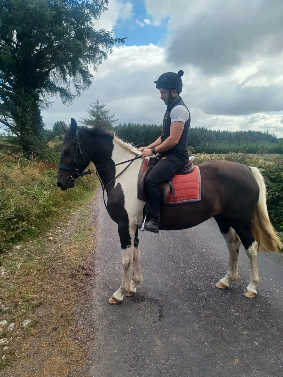 3 year old Mare out of HSF Canturo Lui - Image 2