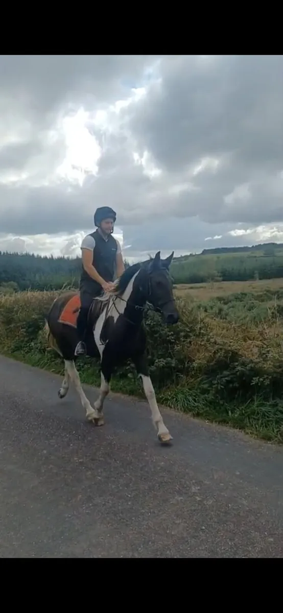 3 year old Mare out of HSF Canturo Lui - Image 4