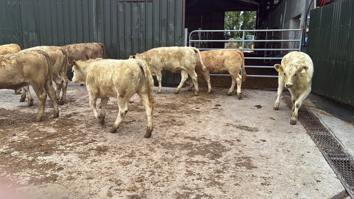 18 super charlaois weanling heifers - Image 3
