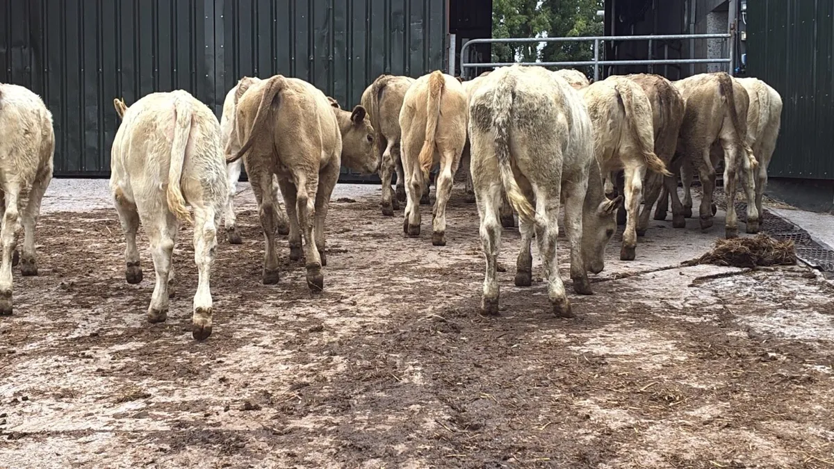 18 super charlaois weanling heifers - Image 4