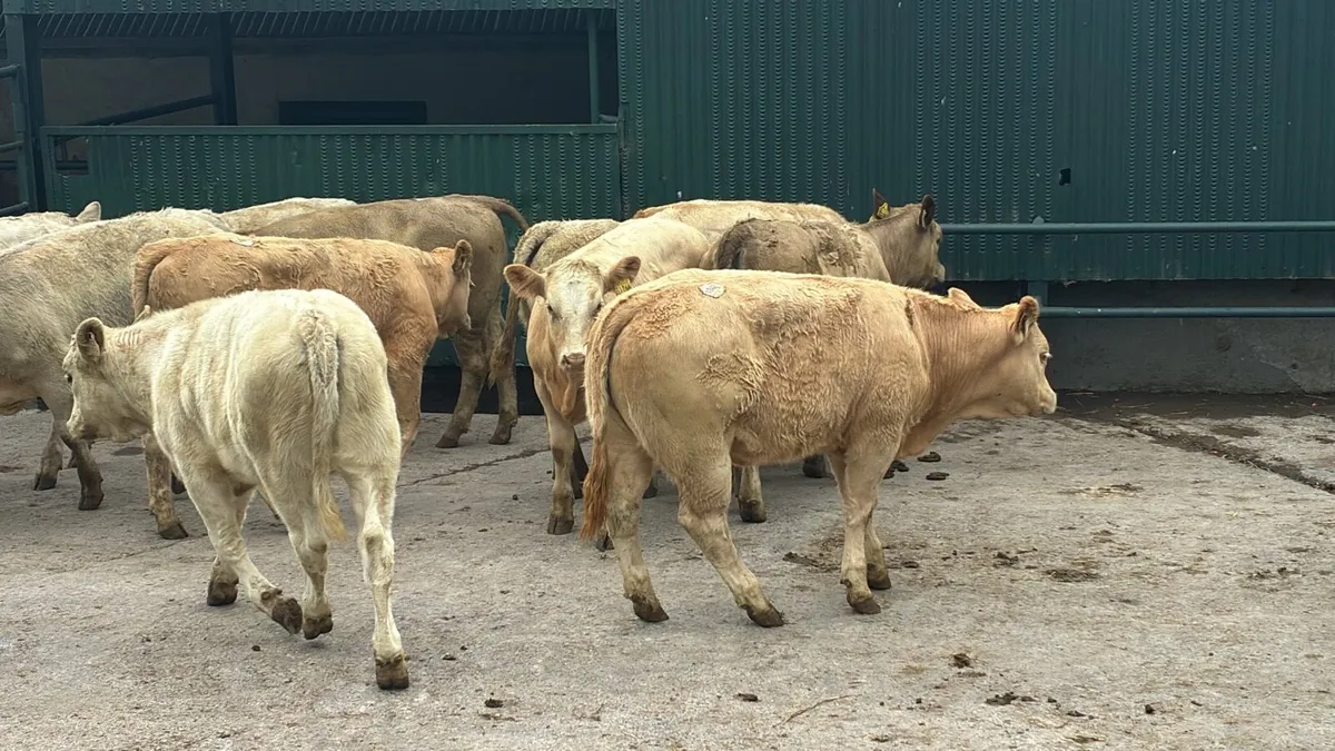 18 super charlaois weanling heifers - Image 1
