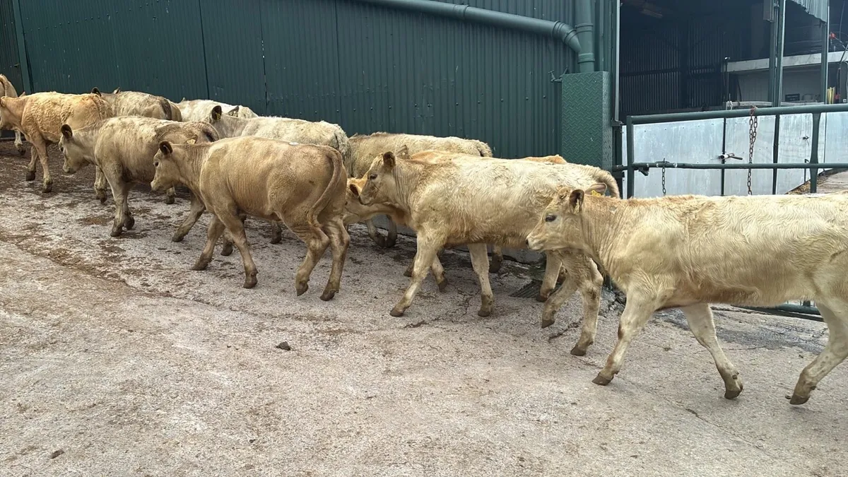 18 super charlaois weanling heifers - Image 2