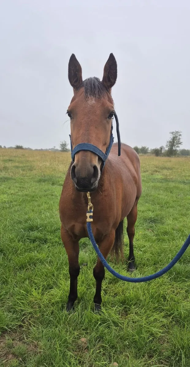 Horse - Image 1