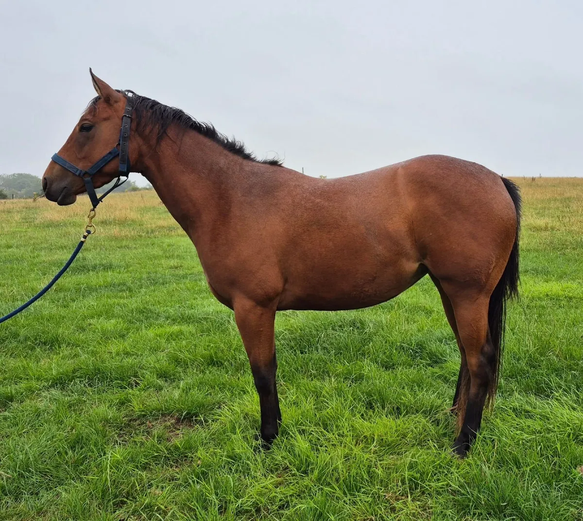 Horse - Image 2