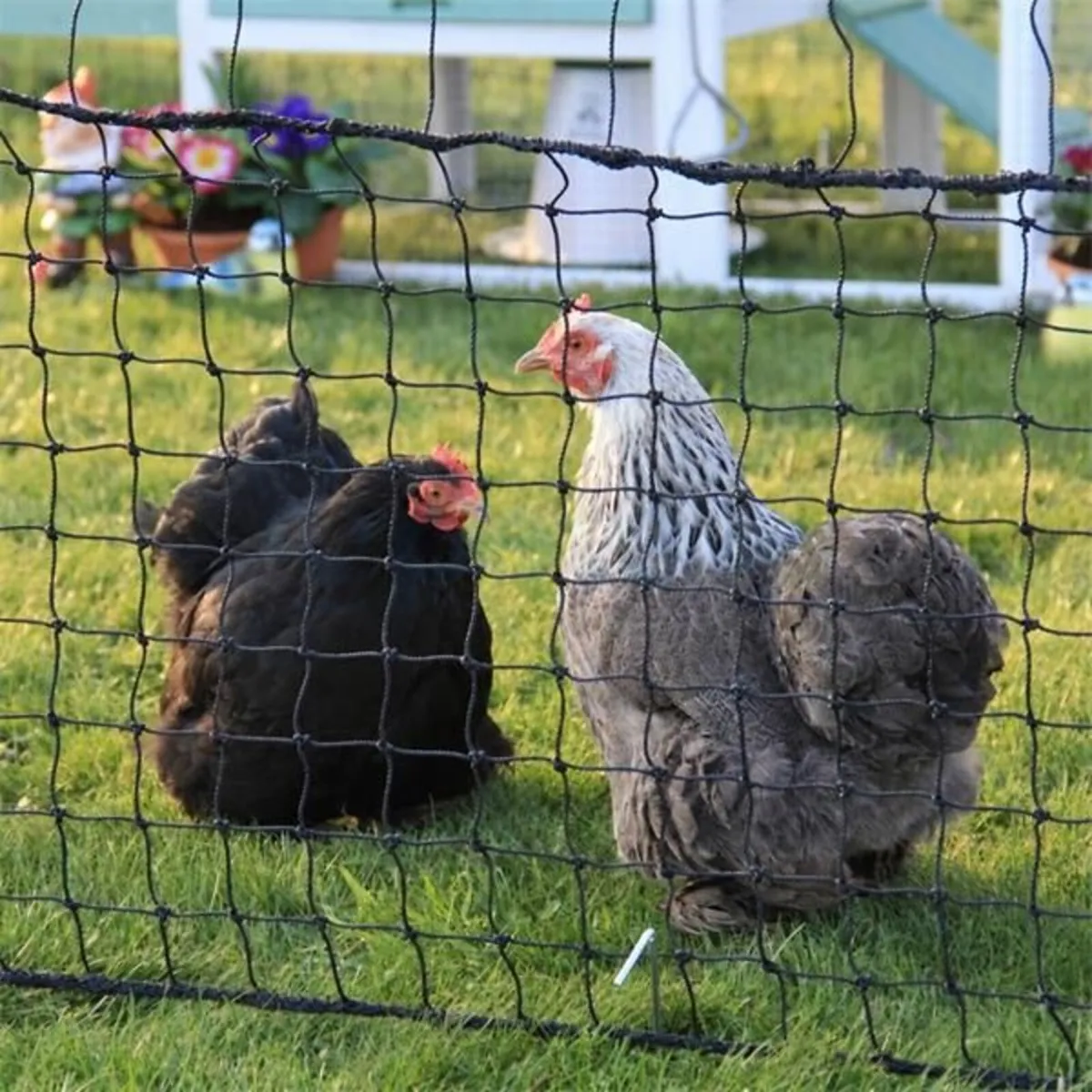 Chicken Fencing Pen - Image 1