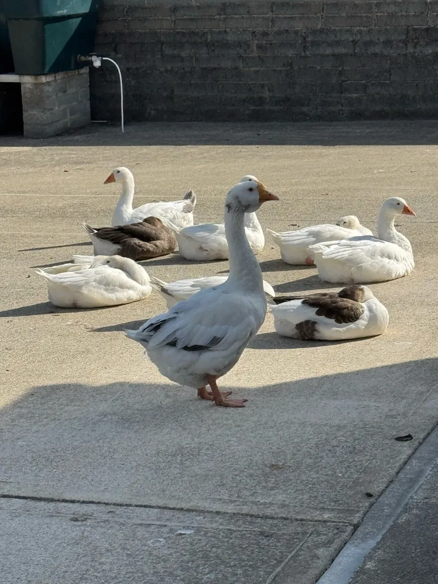 Geese - Image 1