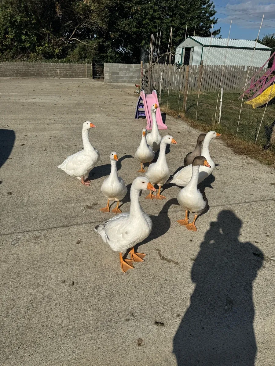 Geese - Image 2