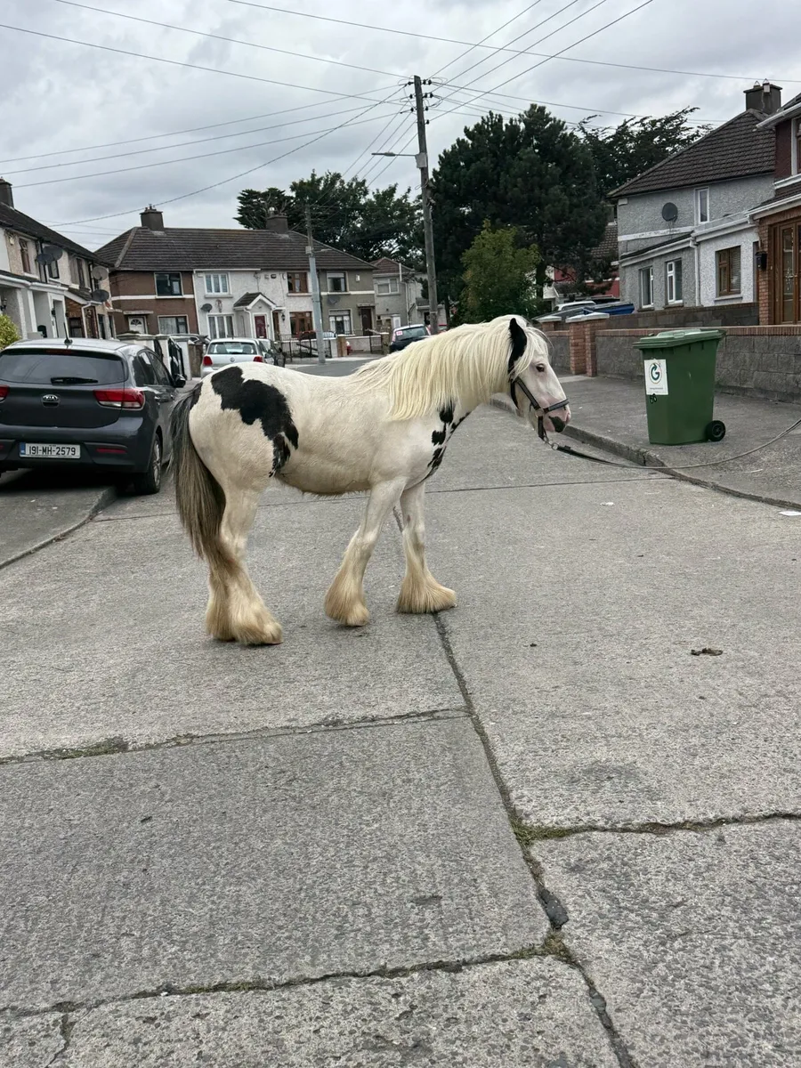 Well marked yearling filly - Image 2