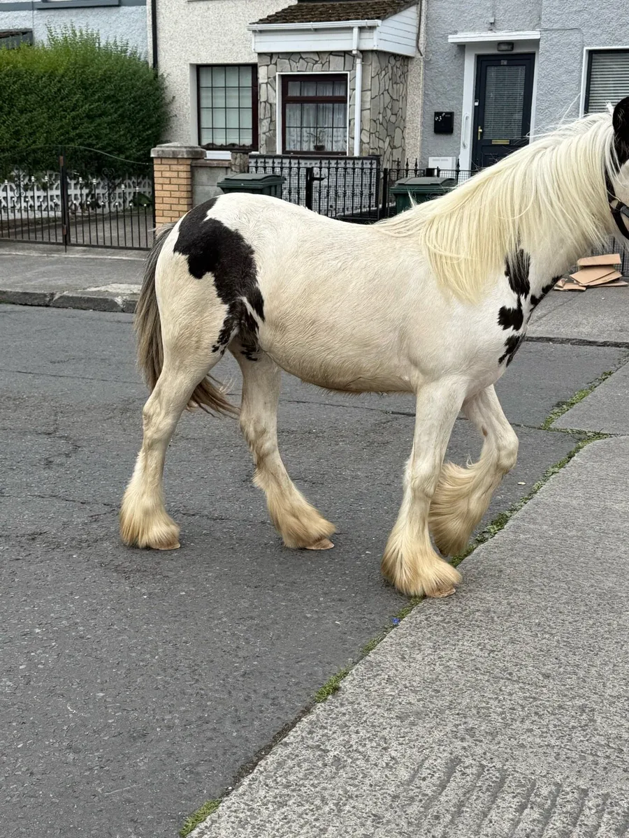 Well marked yearling filly - Image 3
